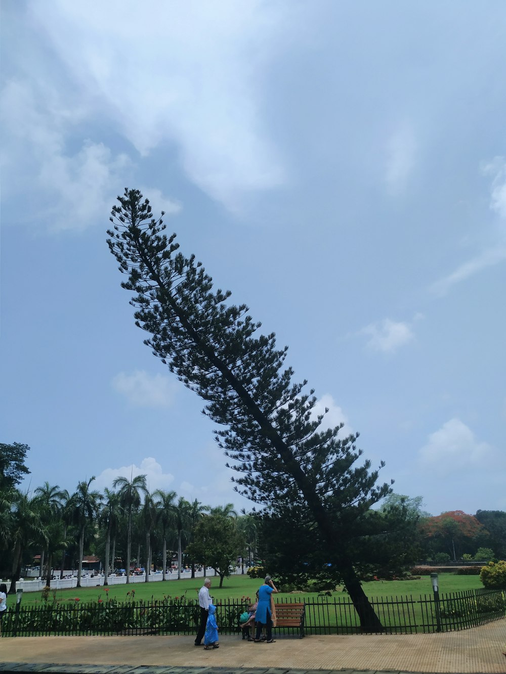 people standing beside tree near fence during daytime