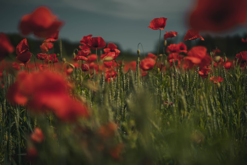 red petaled flower field