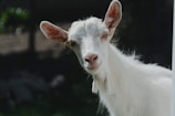 white goat