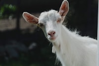 Goat face