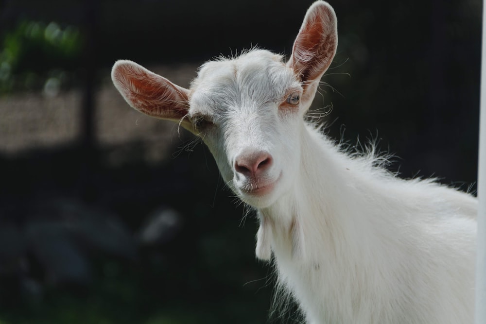 chèvre blanche