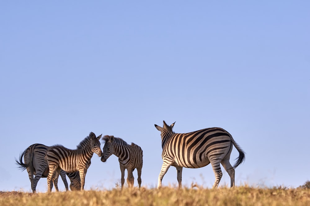 four zebras standing on grass