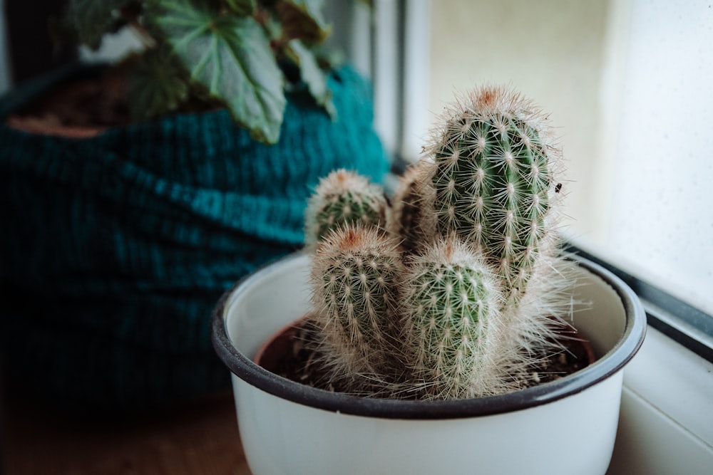 Planta de cactus verde y maceta blanca redonda