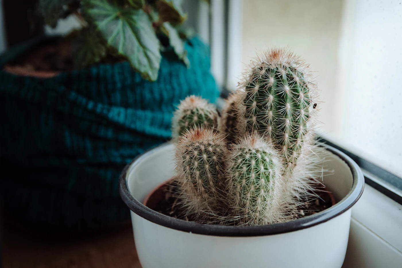 Cactus en pot ne fleurissant pas, en manque de lumière