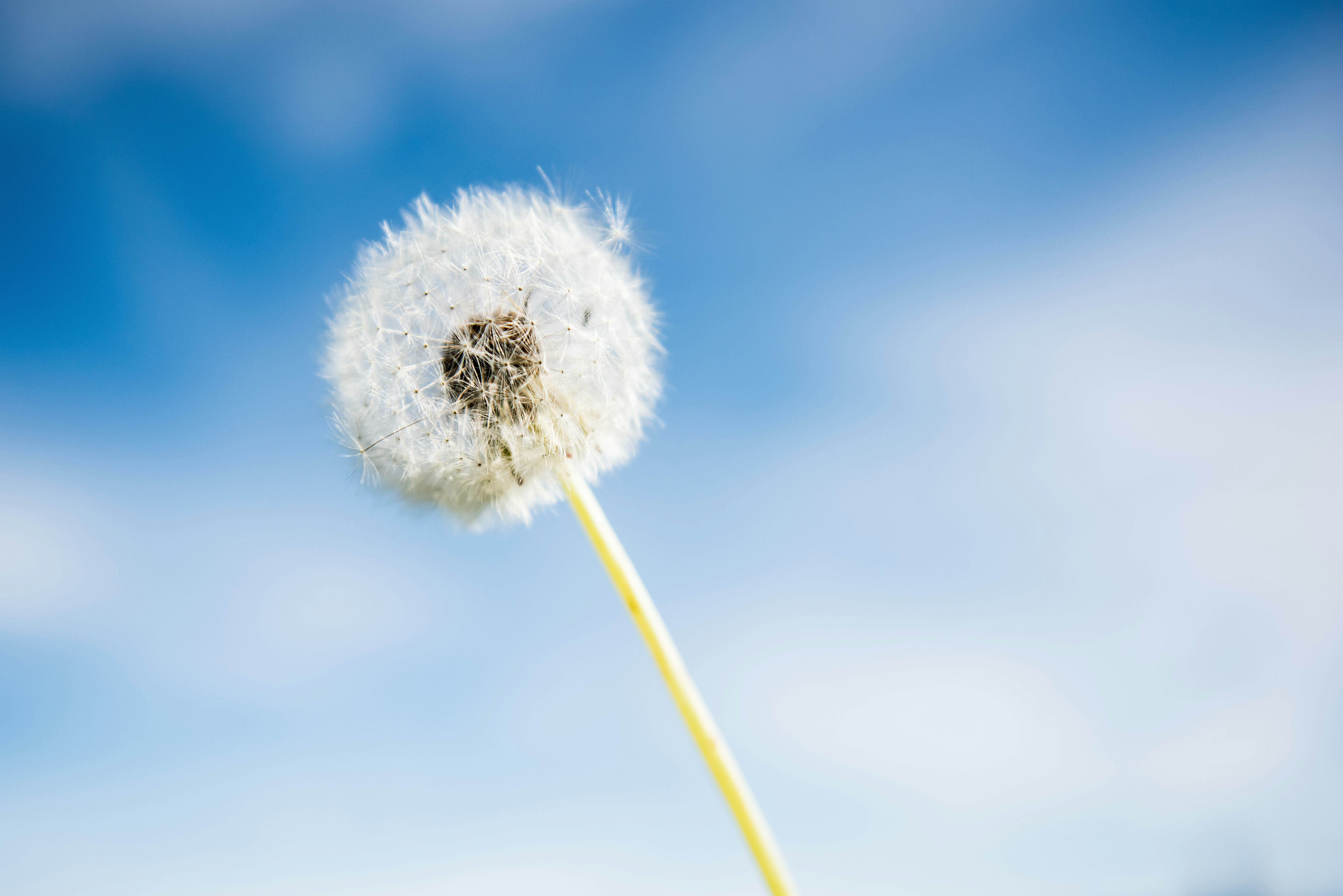 white dandelion in front of a blue sky