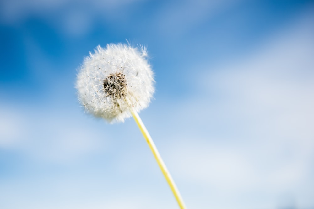 white dandelion flower under blue sky