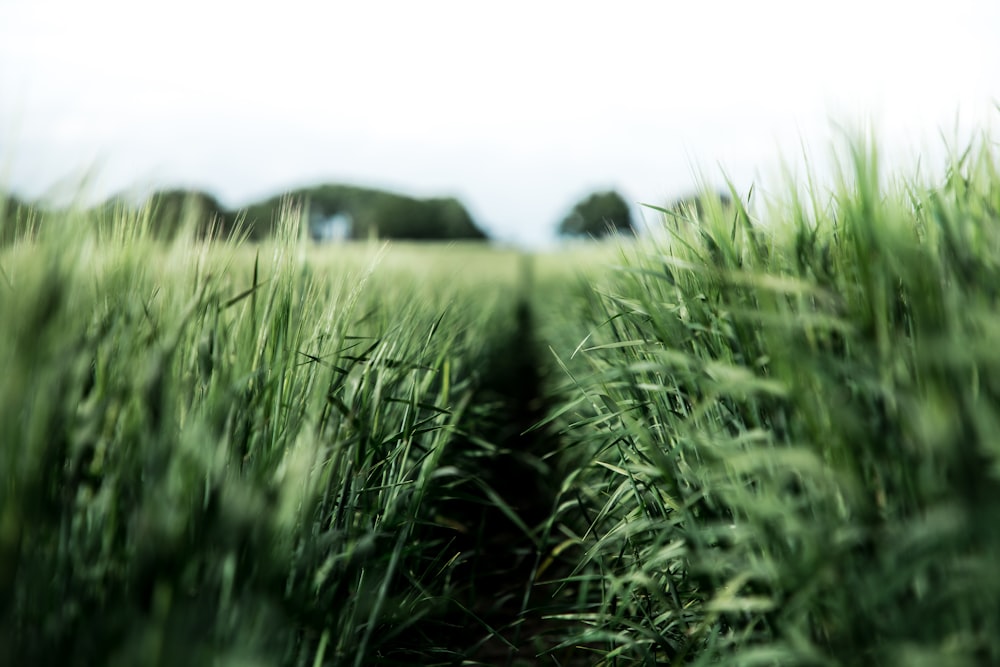 selective focus photography of green grass