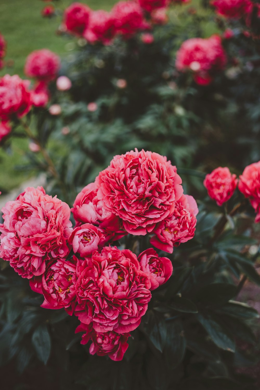 Fotografia a fuoco selettiva di fiore rosa