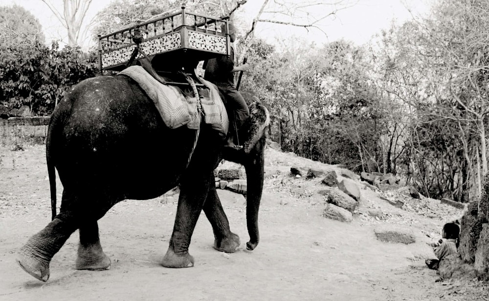 grey scale photography of elephant standing beside tree