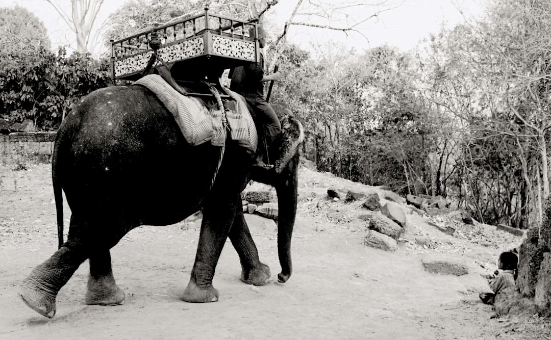 travelers stories about Wildlife in Angkor Wat, Cambodia