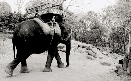 grey scale photography of elephant standing beside tree in Angkor Wat Cambodia