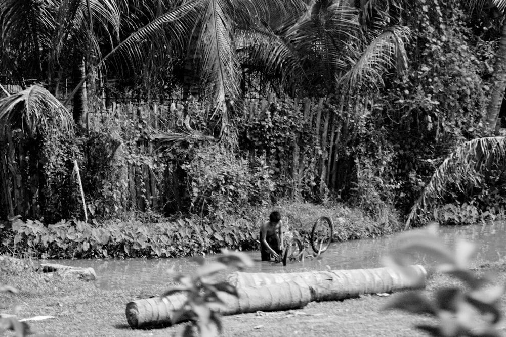 Photographie en niveaux de gris d’arbres