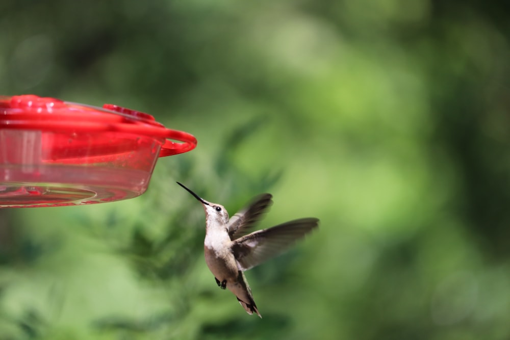 shallow focus photography of gray hummingbird