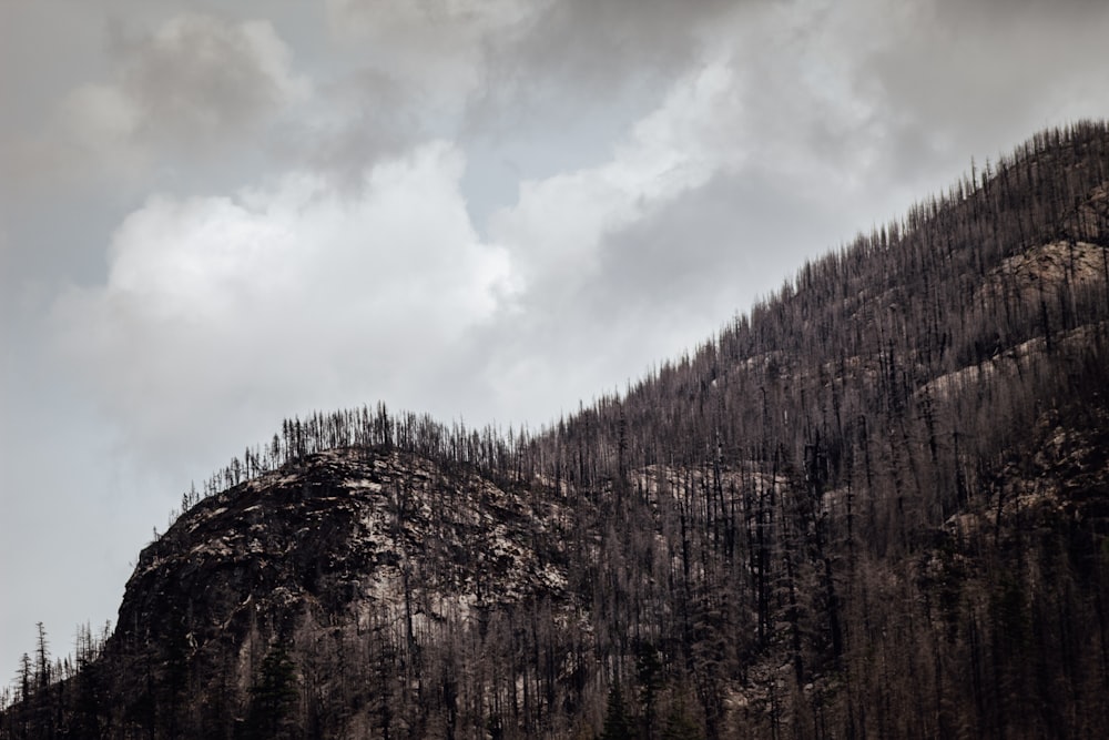 close-up photography of brown mountain