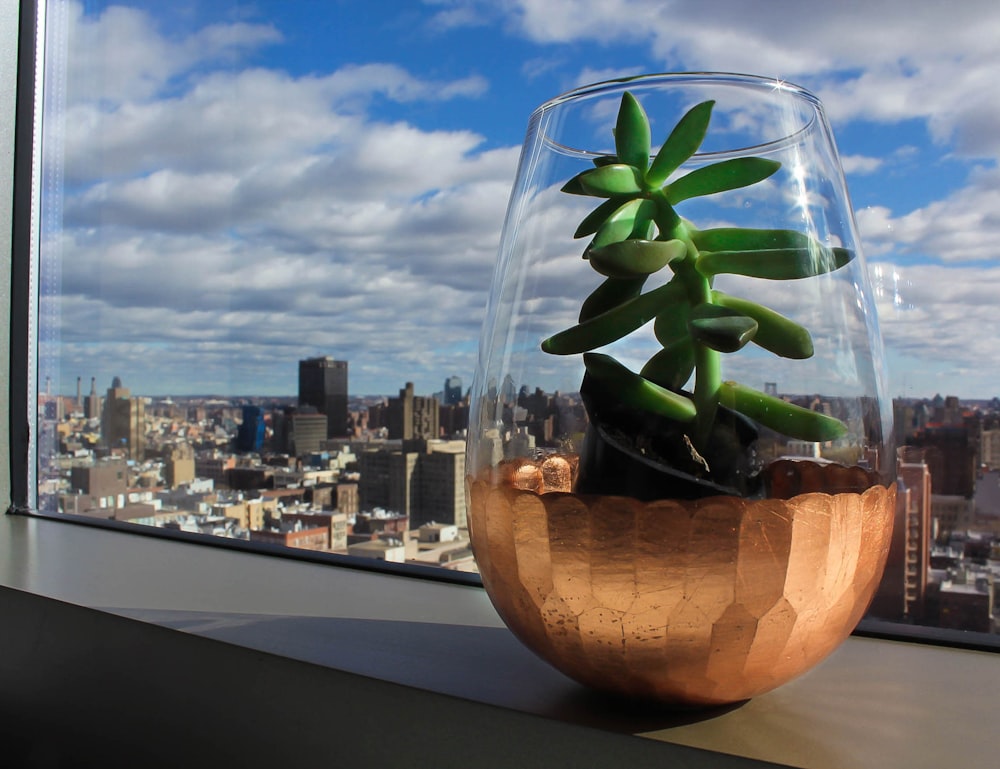 green succulent plant in clear glass bowl