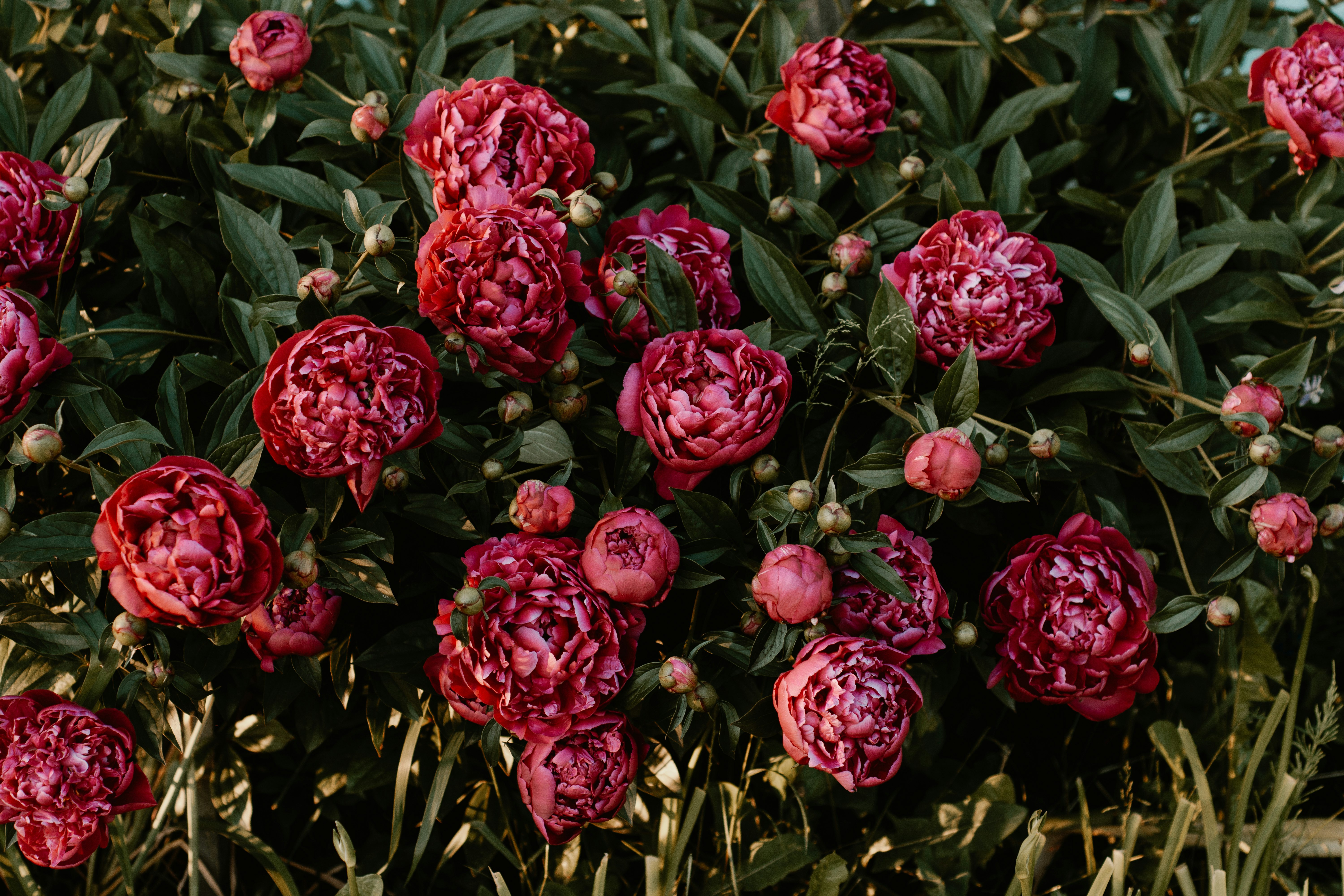 red flowered hedge plant