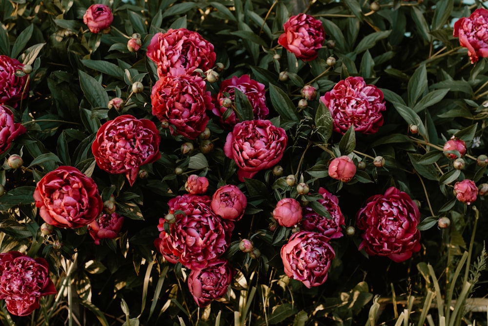 red flowered hedge plant