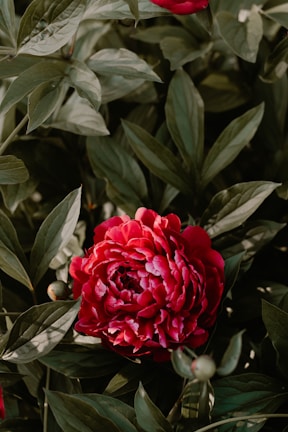 A vibrant, fully-bloomed red peony with rich layers of petals is surrounded by lush green leaves. The foliage creates a dense, natural backdrop highlighting the bold color and delicate texture of the flower.