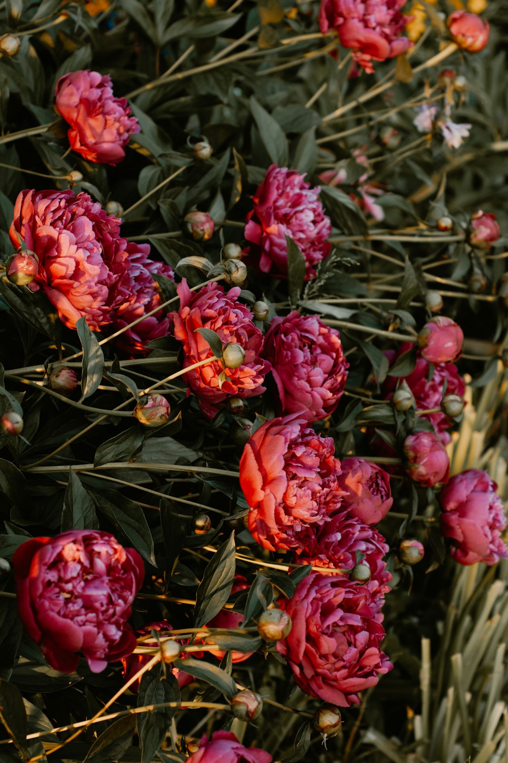 red-petaled flower