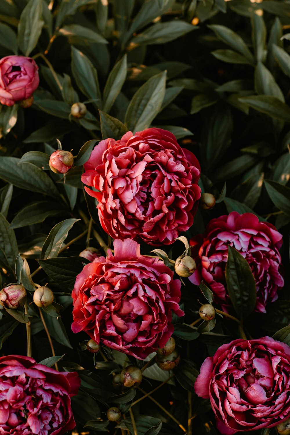 red flowered hedge plant