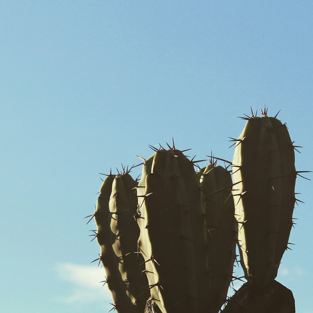 cactus during daytime close-up photography