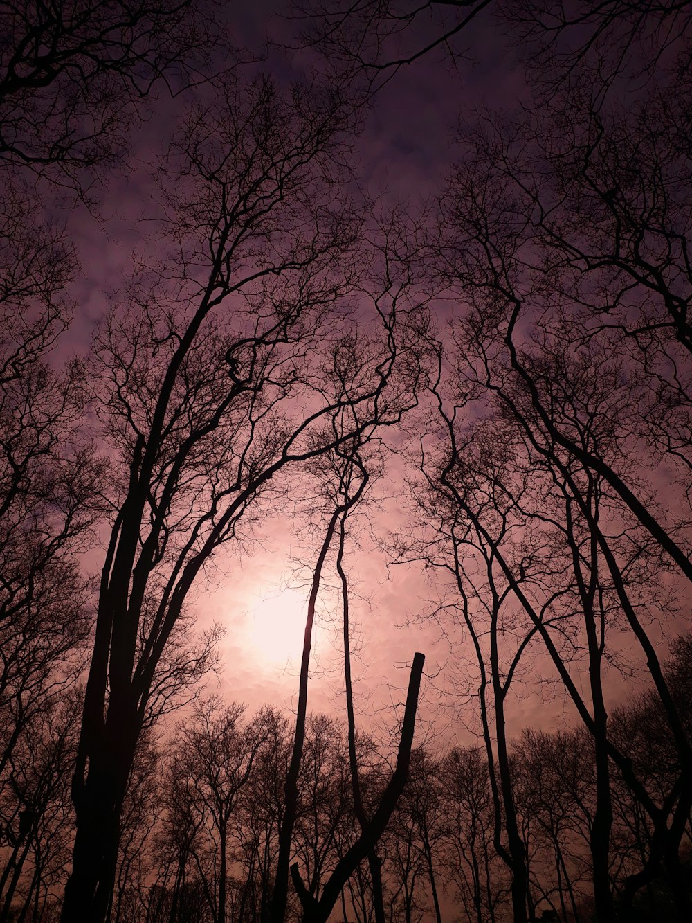 beige sky over leafless trees at sunset