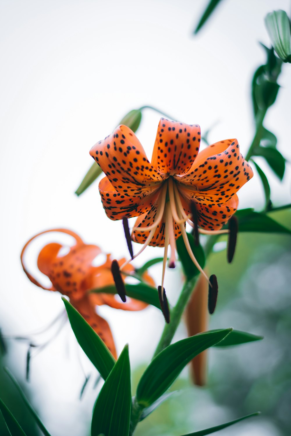 Flor de lirio tigre naranja y negro durante el día