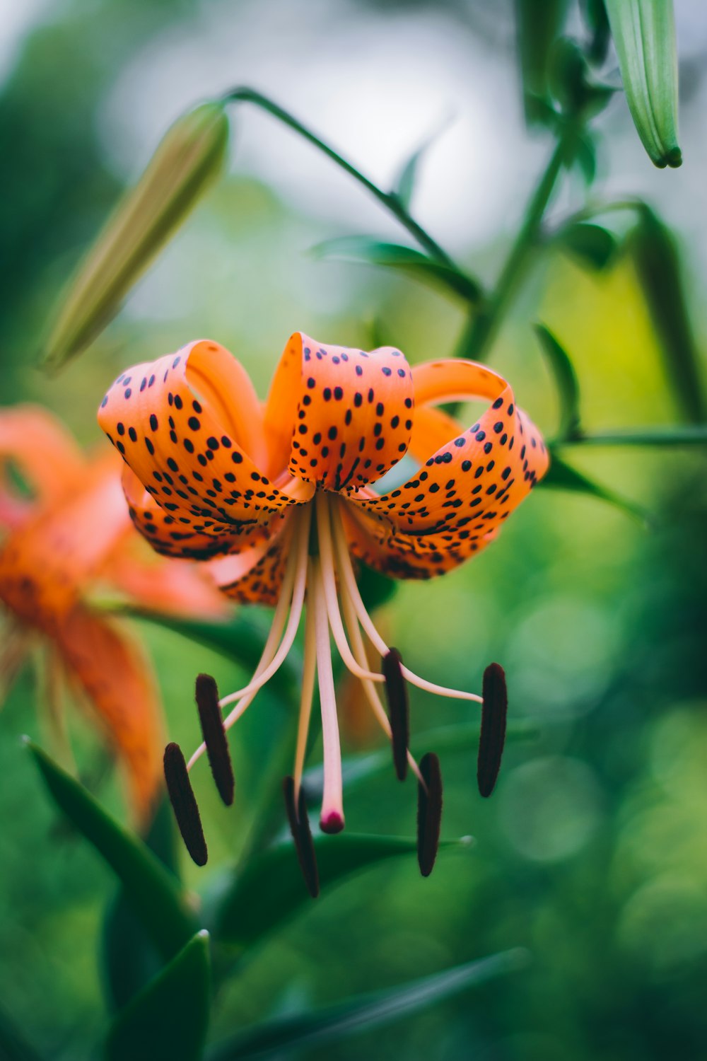 selective focus photography of orange-white petaled flower