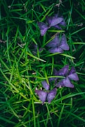 Vibrant purple triangular leaves are interspersed among lush green grass, creating a striking contrast. The leaves have a delicate pattern, and the grass appears fresh and densely packed.