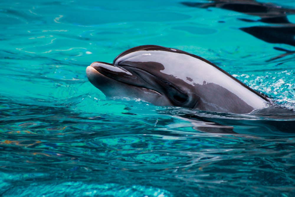 grey dolphin in a body of water close-up photography