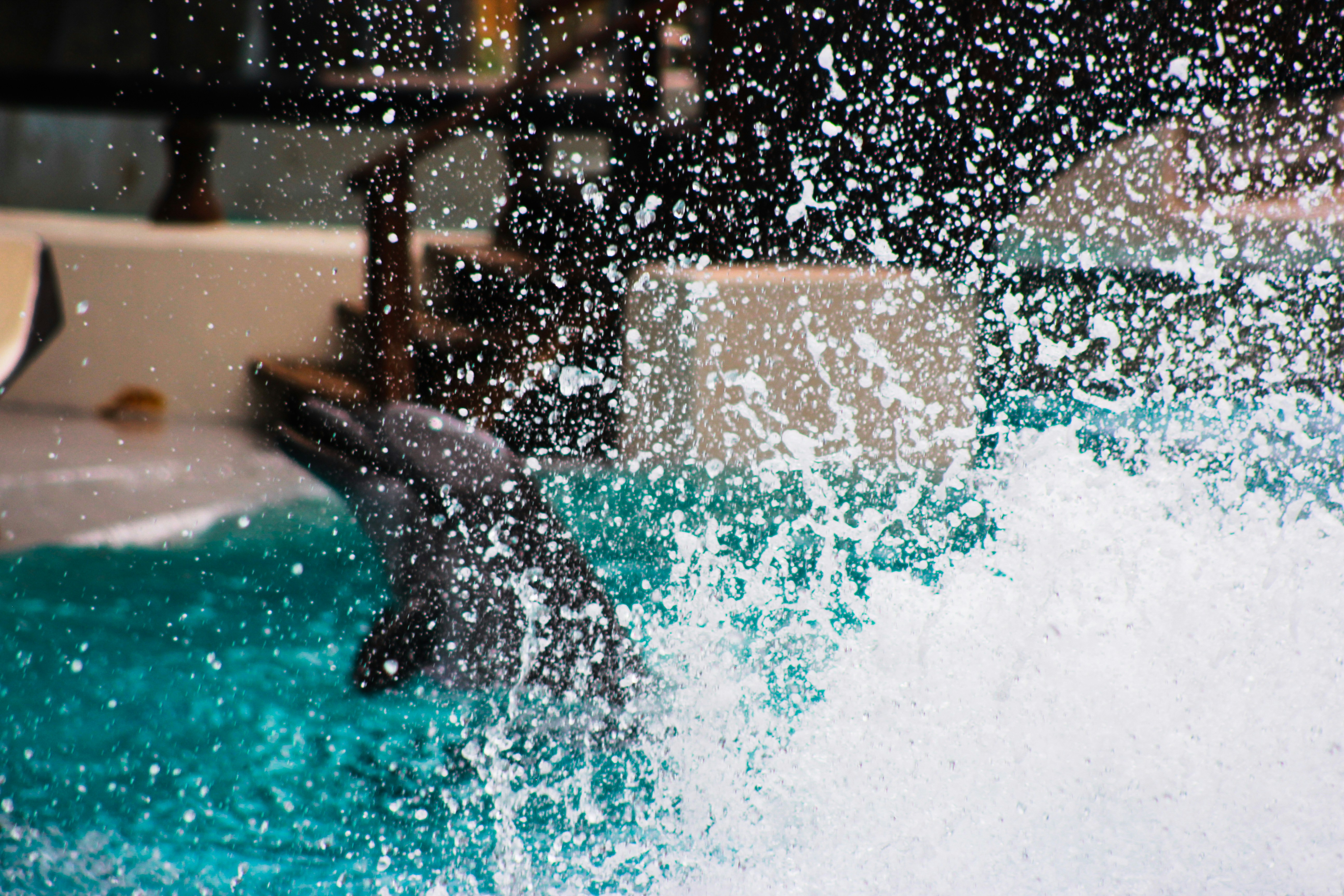 Dolphins breaching water
