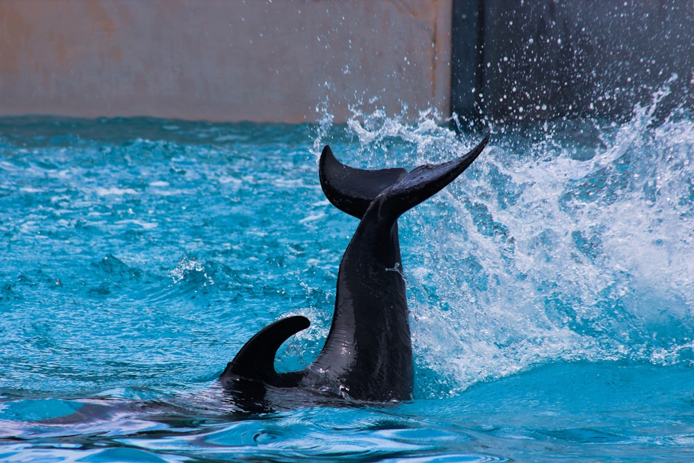 black dolphin under water
