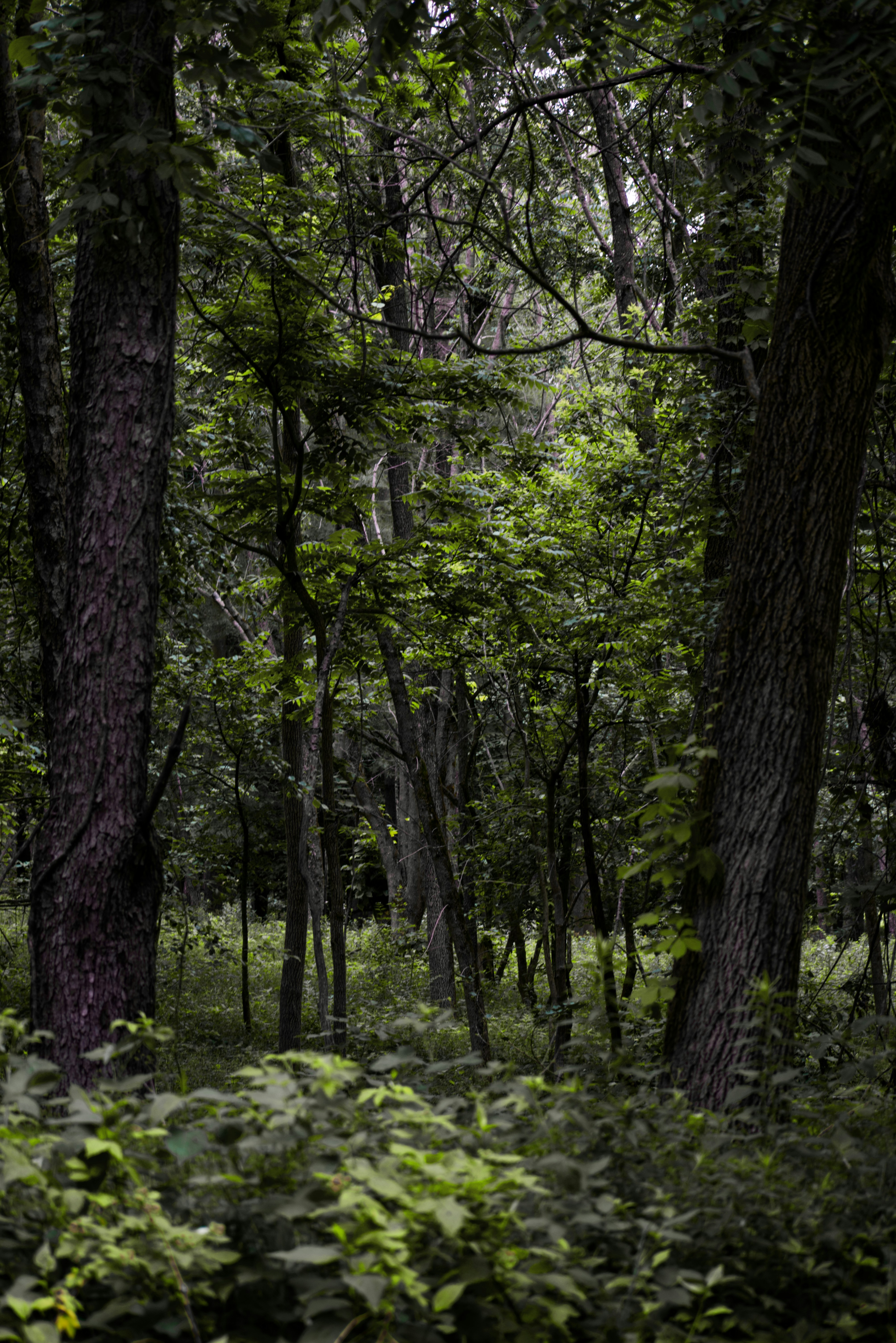 Photo by ldpeterson11