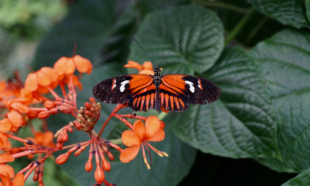 オレンジ色の花にとまる赤い長い翼の蝶