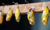 brown cocoon in close-up photography