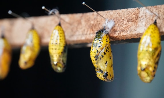 brown cocoon in close-up photography