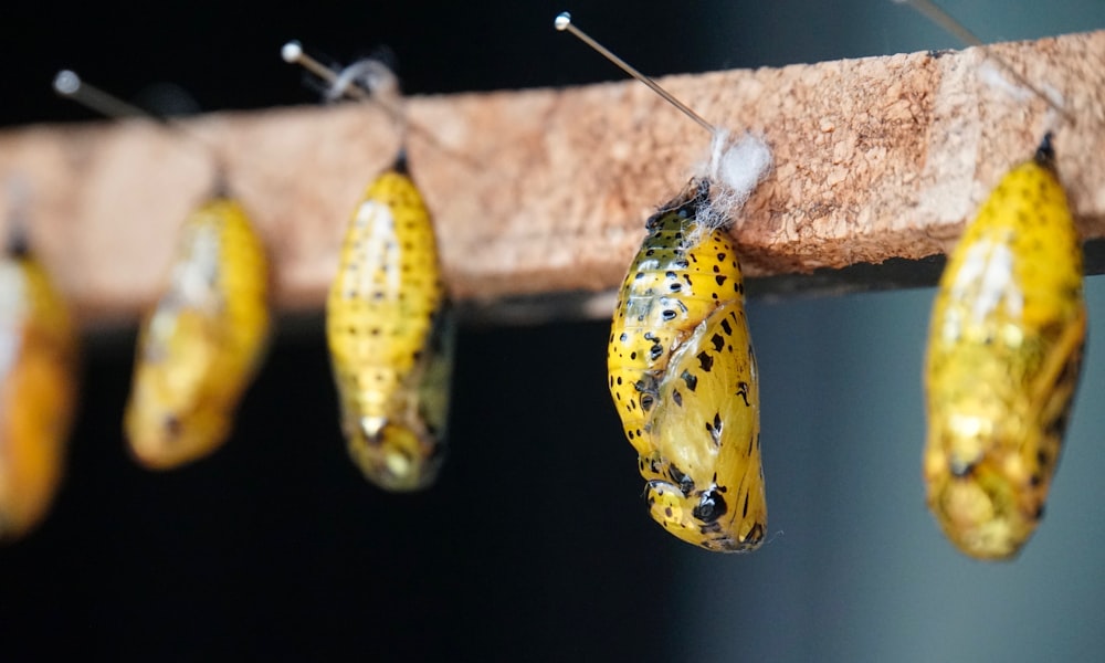 brown cocoon in close-up photography