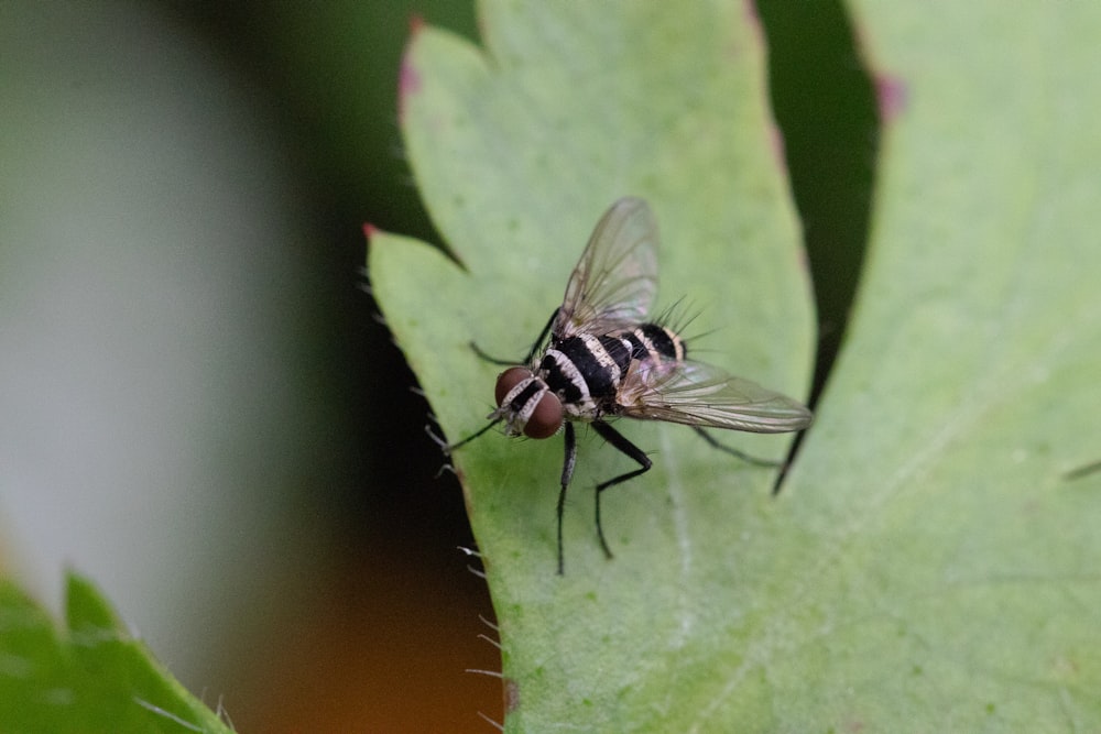 shallow focus photography of black and gray fly