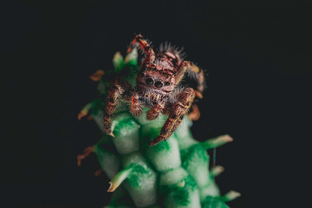 brown hairy tarantula on green stalk
