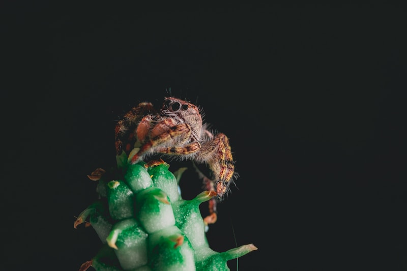 Arachnology