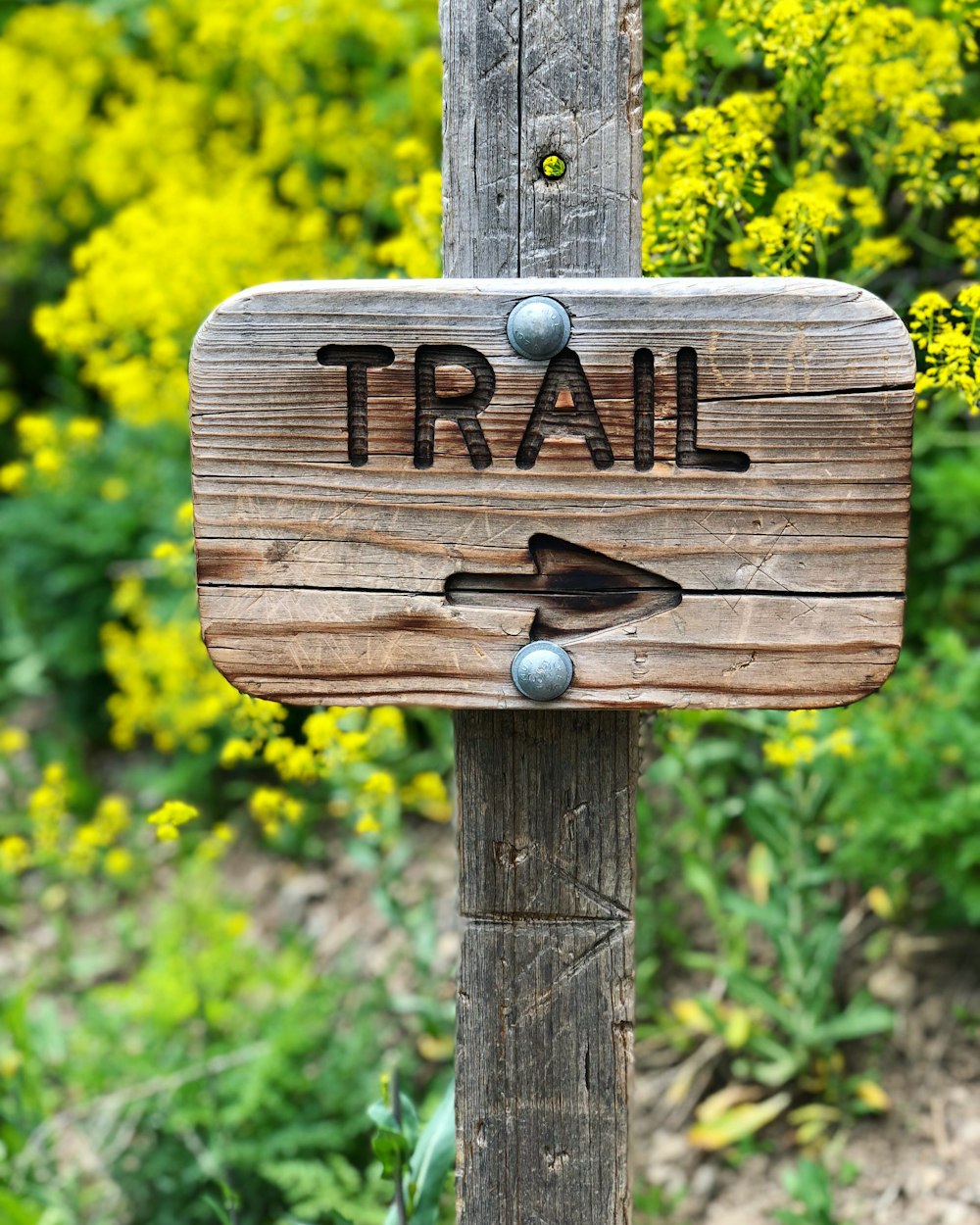 Trail engraved brown wooden signage