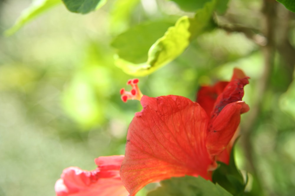 selective focus photography of red petaled flower