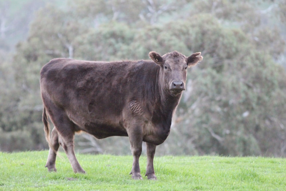 gray zebu