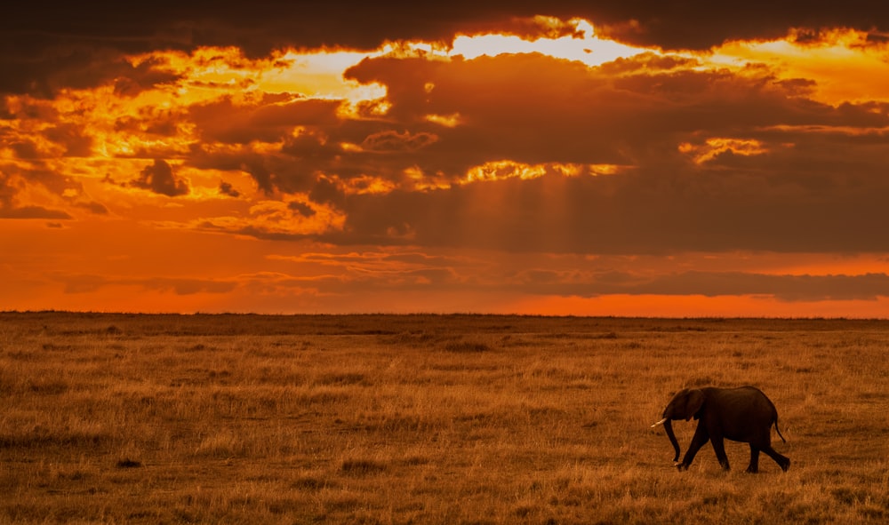 brown elephant on grass field