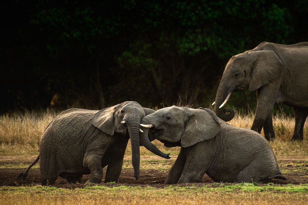 group of elephants standing and sitting on field during daytime