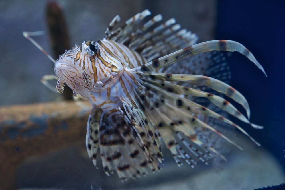 white and gray pet fish