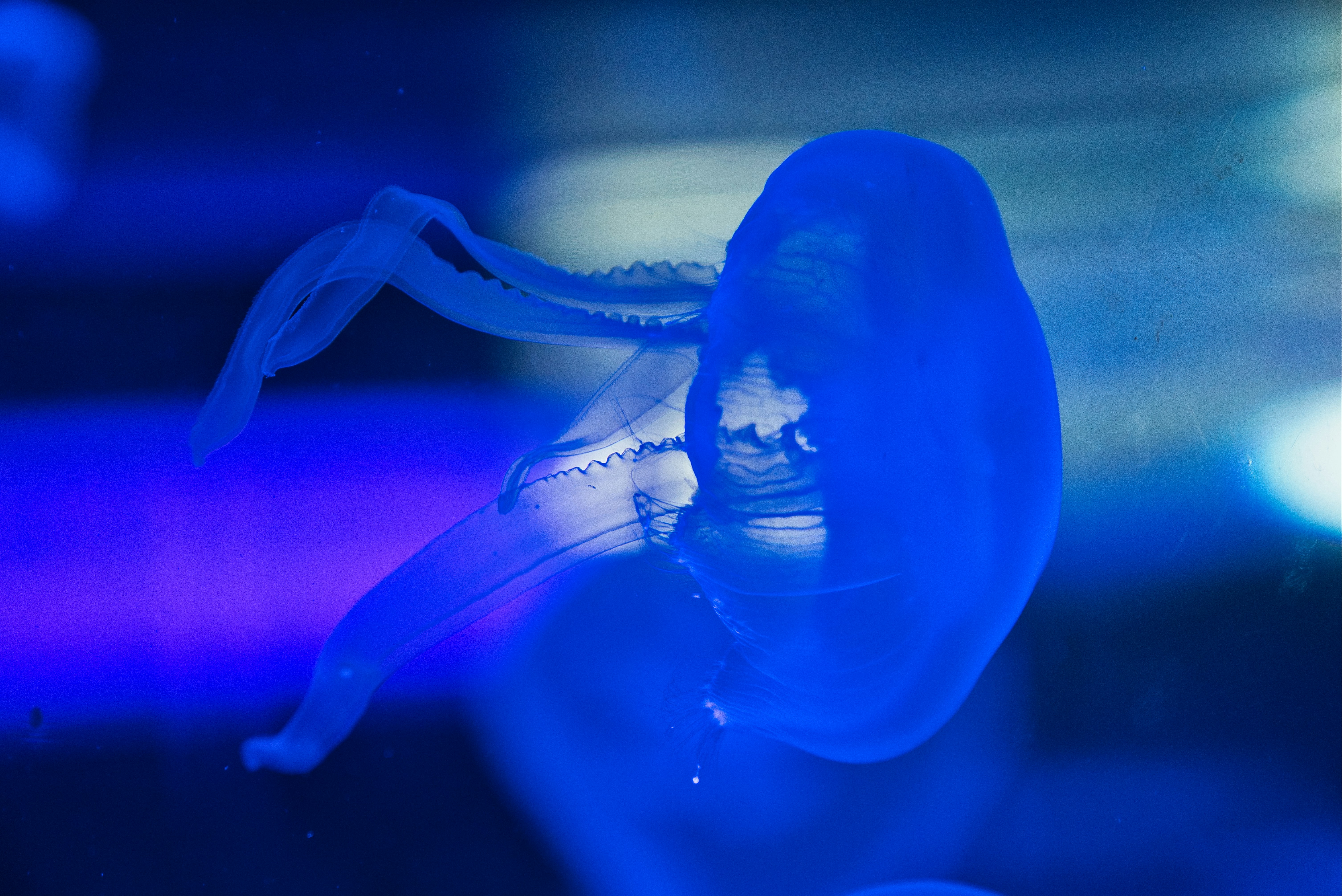 Ripleys aquarium amusement park myrtle beach 