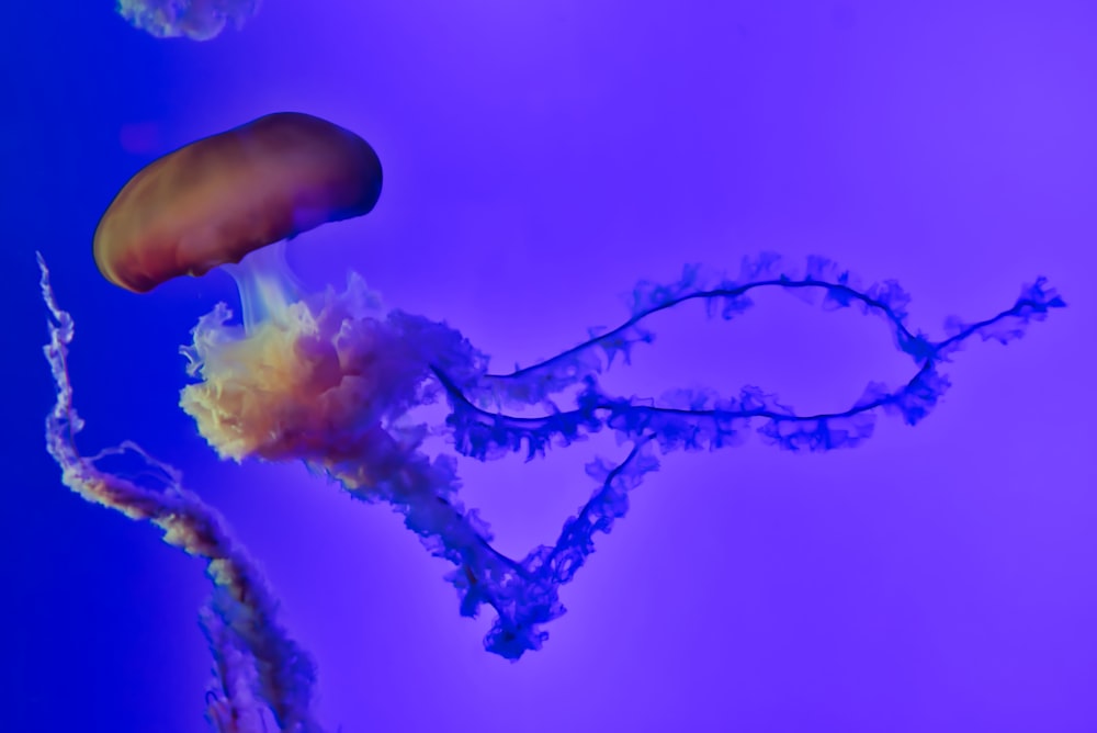 jellyfish underwater