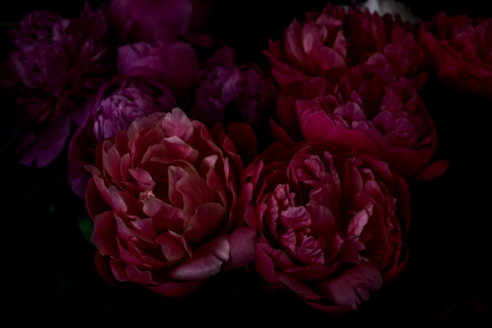 shallow focus photography of red and purple flowers