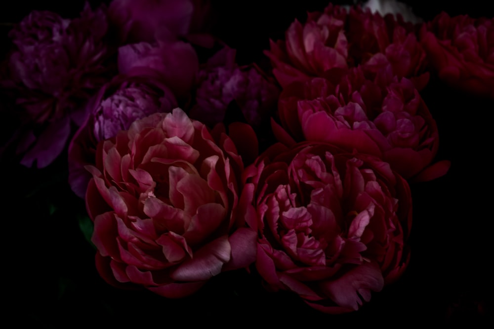 Fotografia a fuoco superficiale di fiori rossi e viola